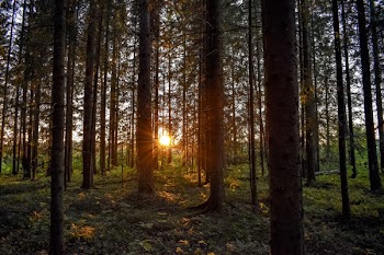 Green Leafed Trees Taken at Sunset