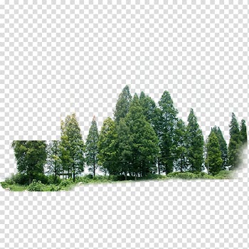 Green leafed trees, Tree Forest Green, forest transparent background PNG clipart