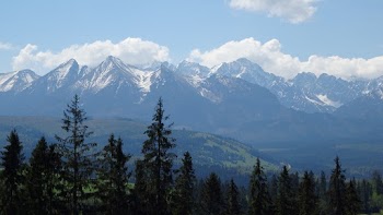 Green-Leafed Trees Under Blue Sky