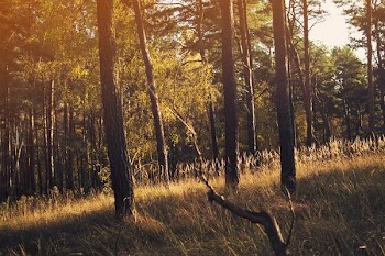 green leafed trees under brown field