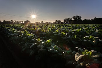 Green-leafed Vegetable Garden