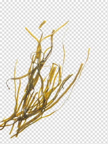 Green leafed vegetable, Seaweed Algae, Yellow seaweed transparent background PNG clipart