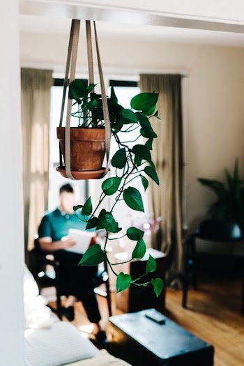 green leafy plant hanging on brown ceramic flowerpot