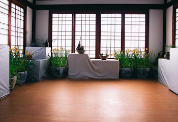 Green Leafy Plant on White Blue Floral Pot Inside White Black Room