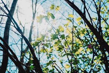 Green Leafy Tree