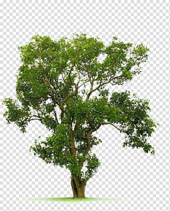 Green leafy tree illustration, Tree Juglans, A Bodhi tree material transparent background PNG clipart