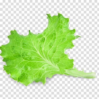 Green leafy vegetable illustration, Red leaf lettuce Leaf vegetable Salad, Leaf transparent background PNG clipart