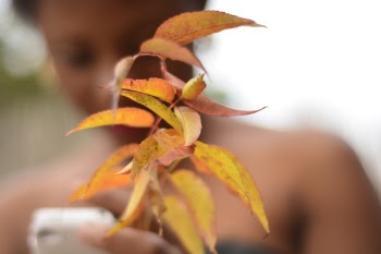 Green Leaved Plant