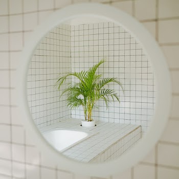 Green-leaved Plant in White Pot