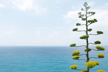 green leaved tree near calm body of water