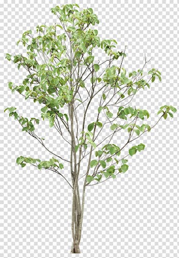 Green leaved tree, Tree, Trees transparent background PNG clipart