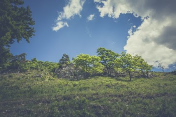 Green Leaved Trees on Hillside during Daytime