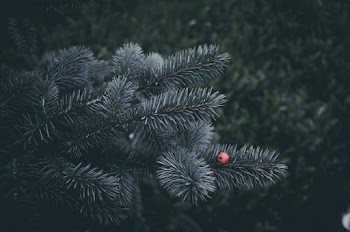 Green Leaves