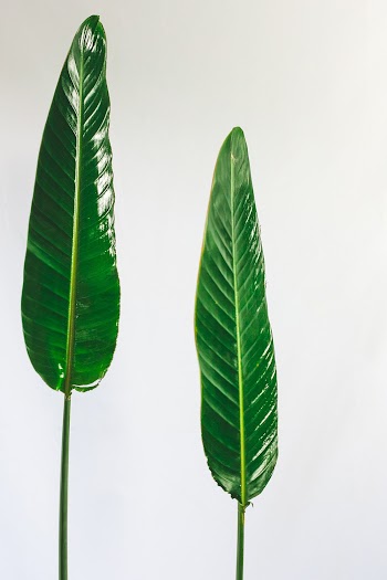 Green Leaves