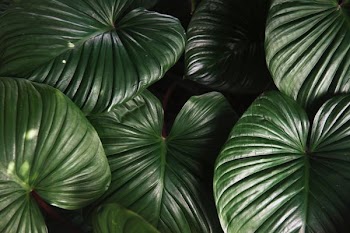 green leaves