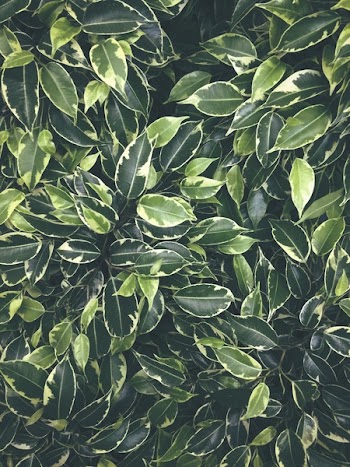 Green Leaves