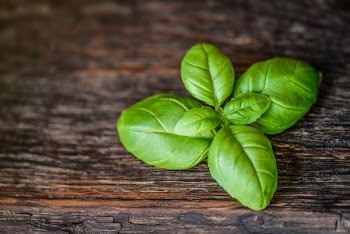 Green Leaves