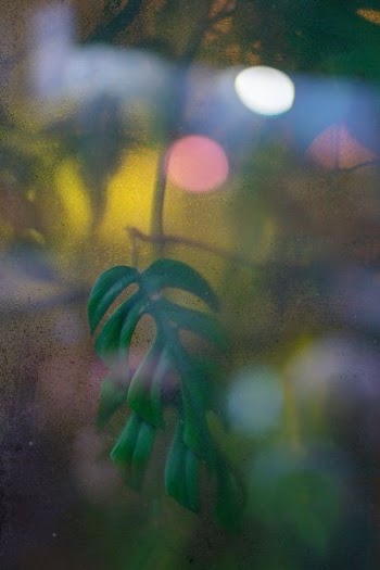 green leaves