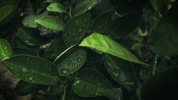 Green Leaves