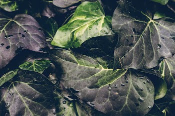 Green Leaves
