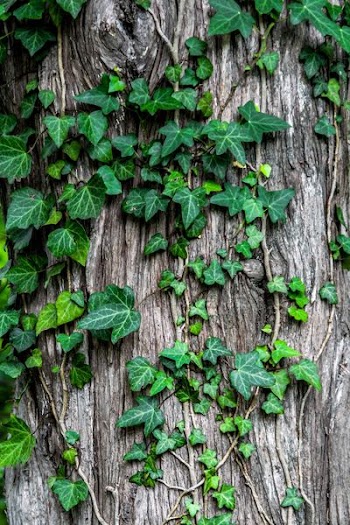 green leaves