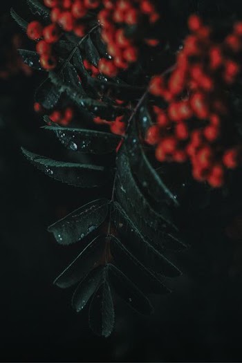 green leaves