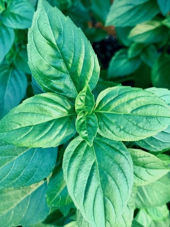Green Leaves