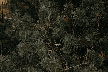 Green Leaves