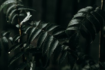 Green Leaves