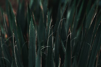 Green Leaves