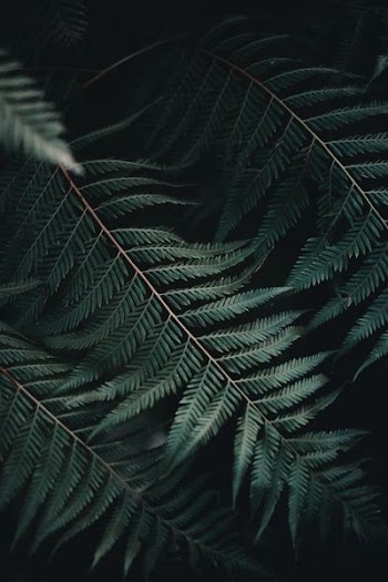 green leaves