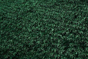 green leaves