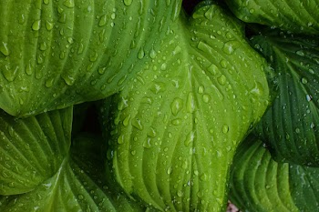Green Leaves