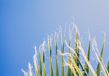 green leaves