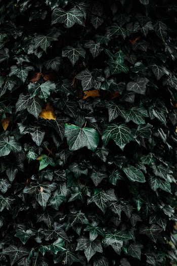 Green Leaves