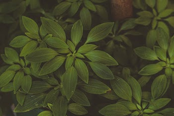 Green Leaves