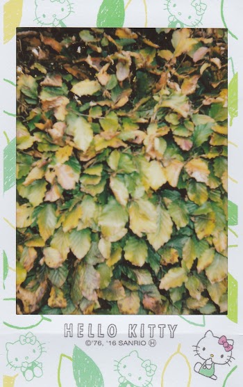 Green Leaves