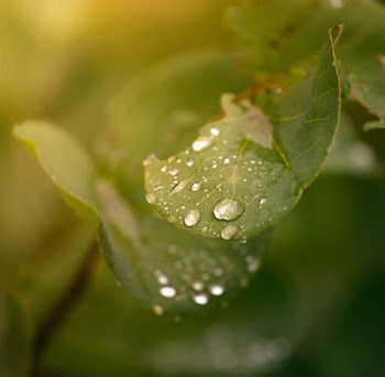 Green Leaves