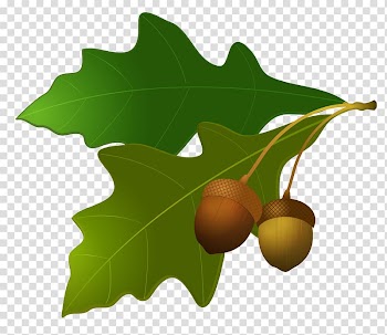 Green leaves and brown acorns illustration, Acorn Leaf Oak , Leaves with Acorns transparent background PNG clipart