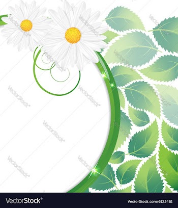 Green leaves and chamomiles vector image