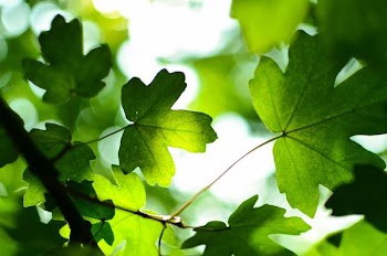 green leaves at daytime