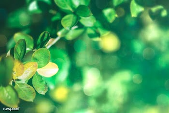 Green leaves background with design space | Free  photo - 2331718