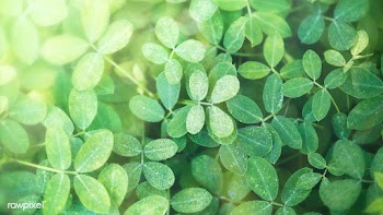 Green leaves background with design space | Free  photo - 2331861