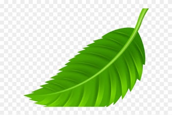 Green Leaves Clipart Coconut Leave - Leaf Png