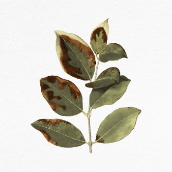 Green leaves collage element, nature | Free PSD - rawpixel