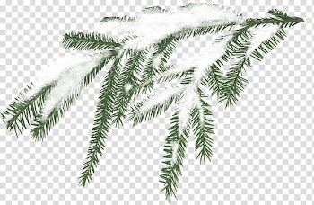 Green leaves covered with snow, Snow Tree Branch Pine, White snow sticks transparent background PNG clipart