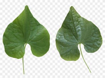 Green Leaves - Flower Leaf Texture Png