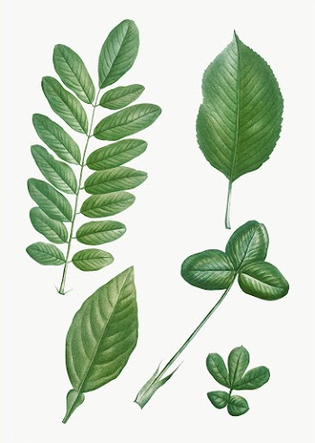 Green leaves | Free stock vector - 574029