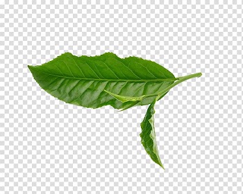 Green leaves, Green tea Leaf White, Leaves transparent background PNG clipart