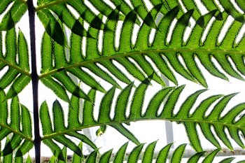 green leaves illustration